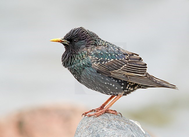 Spreeuw op een rots; Common Starling perched on a rock stock-image by Agami/Markus Varesvuo,
