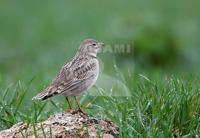 Kalanderleeuwerik op rots; Calandra Lark on rock stock-image by Agami/Markus Varesvuo,