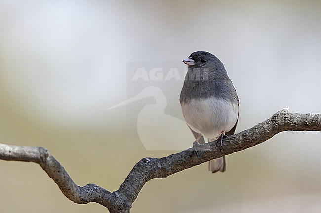 Male Dark-eyed Junco (Junco hyemalis hyemalis) perched on a twig against a brown background, in Mahwah, New Jersey in USA. stock-image by Agami/Helge Sorensen,