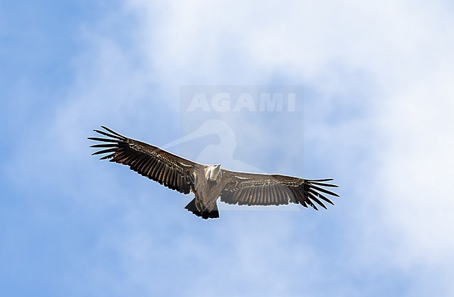 Eurasian Griffon Vulture (Gyps fulvus) in flight stock-image by Agami/Roy de Haas,