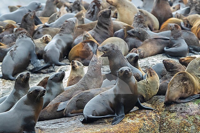 Cape Fur Seal (Arctocephalus pusillus), a colony in Hout Bay, Western Cape, South Africa stock-image by Agami/Saverio Gatto,