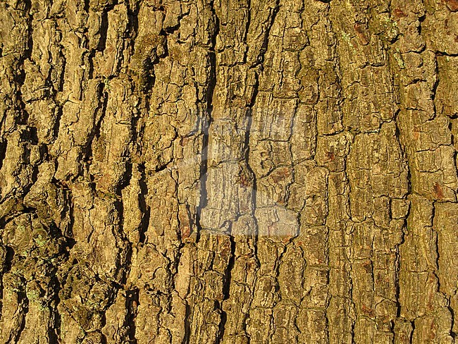 Closeup from bark of a tree in Springendal, Twente, part of Overijssel in the Netherlands. stock-image by Agami/Marc Guyt,