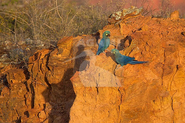 Pair of Lear's Macaws (Anodorhynchus leari) near roosting areo on a cliff face in Bahia, Brazil. It is known from two colonies at Toca Velha and Serra Branca, south of the Raso da Catarina plateau in northeast Bahia stock-image by Agami/Harvey van Diek,