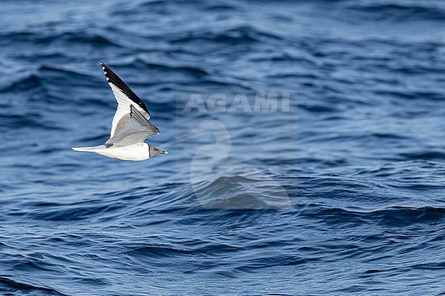  stock-image by Agami/Menno van Duijn,