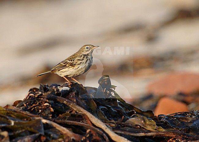 Meadow Pipit standing, Graspieper staand stock-image by Agami/Marc Guyt,