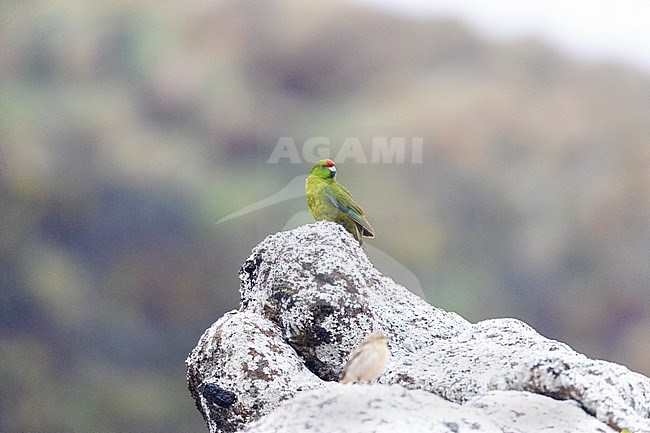 Endemic Reischek's Parakeet (Cyanoramphus hochstetteri) on Antipodes Islands, one of New Zealand’s subantarctic islands. Sitting on top of a rock. stock-image by Agami/Marc Guyt,