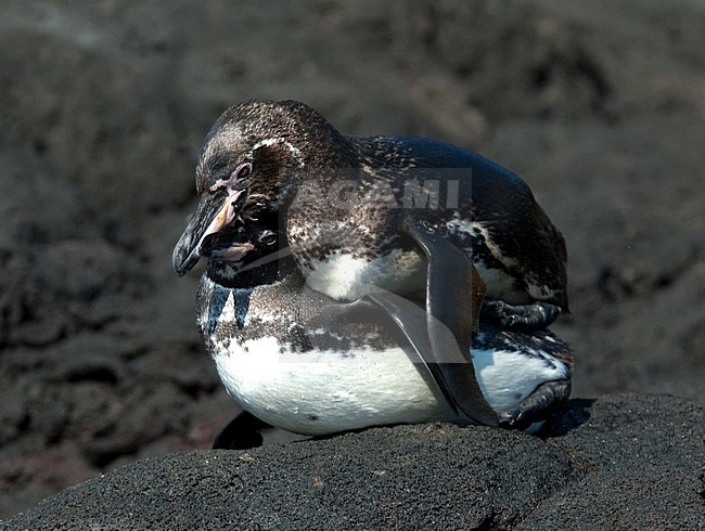 Galapagospinguins parend; Galapagos Penguins mating stock-image by Agami/Roy de Haas,