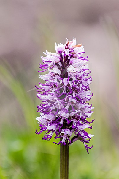 Monkey Orchid, Aapjesorchis, Orchis simia stock-image by Agami/Rob Riemer,