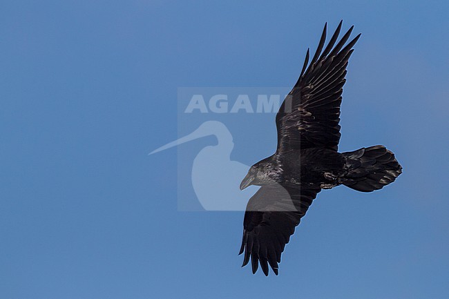 Common Raven, Raaf, Corvus corax ssp. corax, Norway stock-image by Agami/Ralph Martin,