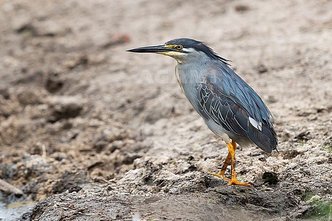 Striated Heron (Butorides striata atricapilla), adult standing on the ground, Kruger National Park, Mpumalanga, South Africa stock-image by Agami/Saverio Gatto,
