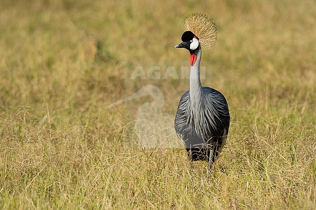 A Grey crowned crane, Balearica regulorum gibbericeps, in grass. Amboseli National Park, Kenya, Africa. stock-image by Agami/Sergio Pitamitz,