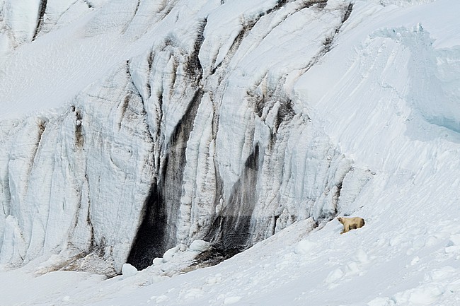 A polar bear, Ursus maritimus, walks along a marbled black and white glacier wall. Svalbard, Norway stock-image by Agami/Sergio Pitamitz,