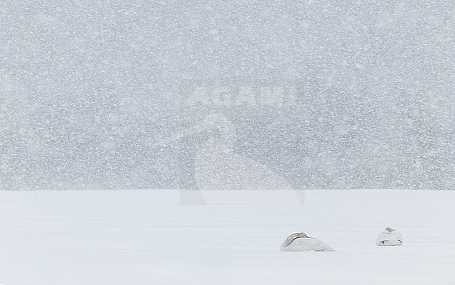 Whooper Swan (Cygnus cygnus) Hokkaido Japan February 2014 stock-image by Agami/Markus Varesvuo,