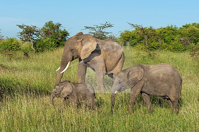 An African elephant calf, Loxodonta africana, stays close to its mother. Masai Mara National Reserve, Kenya. stock-image by Agami/Sergio Pitamitz,
