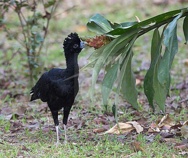 A male Blue-billed Curassow (Crax alberti) at ProAves Blue-billed Curassow Reserve, Puerto Pinzon, Boyaca, Colombia. IUCN Status Critically Endangered. stock-image by Agami/Tom Friedel,
