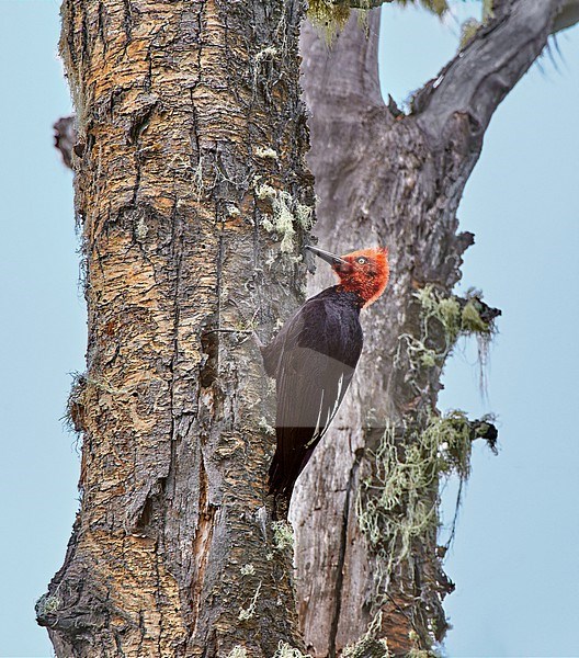 Male Magellanic Woodpecker (Campephilus magellanicus) perched on a trunk in Los Glaciares NP, Argentina stock-image by Agami/Tomas Grim,