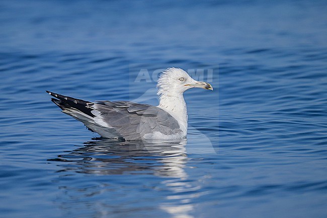 Lesser black-backed gull (Heuglin's), Larus fuscus heuglini, resting on the sea. stock-image by Agami/Sylvain Reyt,