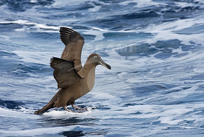 Zwarte Albatros landend; Sooty Albatros landing stock-image by Agami/Marc Guyt,