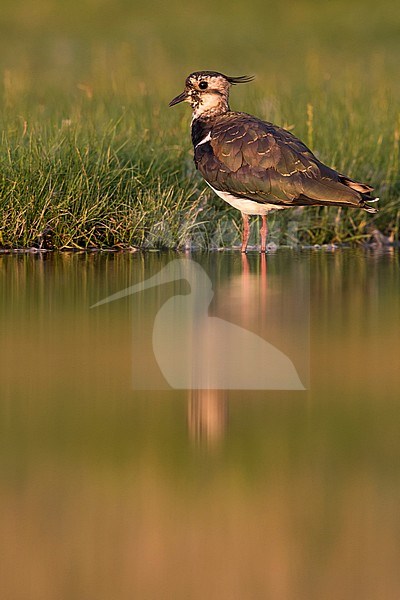 Northern Lapwing - Kiebitz - Vanellus vanellus, Germany, adult stock-image by Agami/Ralph Martin,
