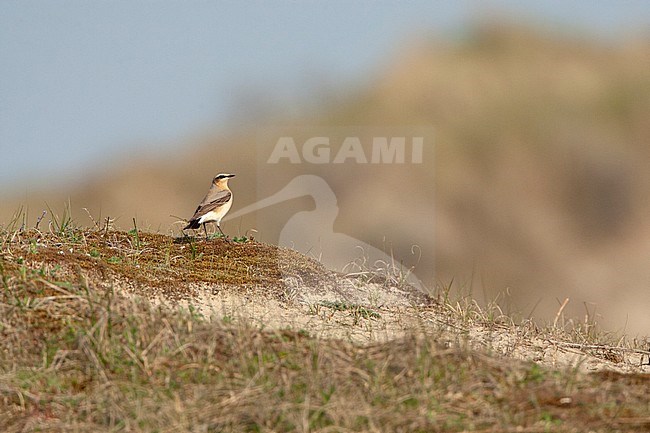 Northern Wheatear (Oenanthe oenanthe) in dunes of Katwijk in the Netherlands. Adult perched on top of a sandy dune in spring. stock-image by Agami/Marc Guyt,