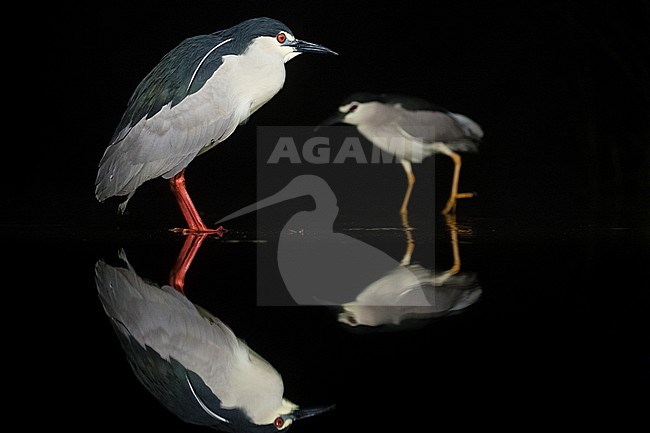 Black-crowned Night Heron (Nycticorax nycticorax) with red legs fishing at night in Hungary. With perfect reflection in the water. Another Night Heron walking in the background. stock-image by Agami/Marc Guyt,