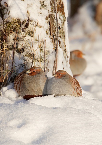 Peltopyy, Grey Partridge Liminka Finland, 2.11.2006 stock-image by Agami/Markus Varesvuo,