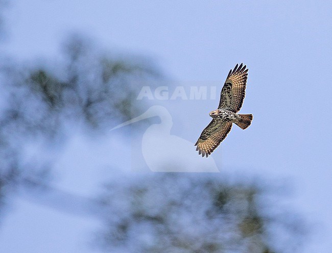Flying Mountain buzzard (Buteo oreophilus) in Tanzania. stock-image by Agami/Pete Morris,