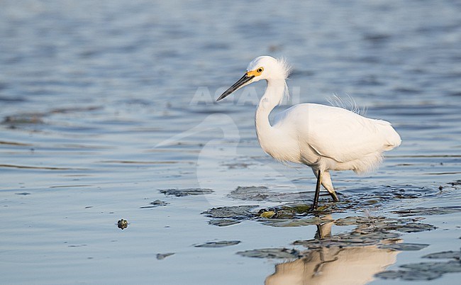 Snowy egret (Egretta thula) adult foraging stock-image by Agami/Ian Davies,
