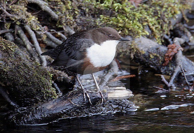 British White-throated Dipper (Cinclus cinclus gularis), Nethybridge, Invernessshire, Scotland. Subspecies of the eastern parts of Great Britain. stock-image by Agami/Steve Gantlett,