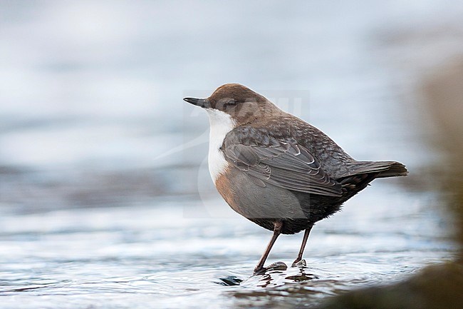 Waterspreeuw, White-throated Dipper stock-image by Agami/Ralph Martin,