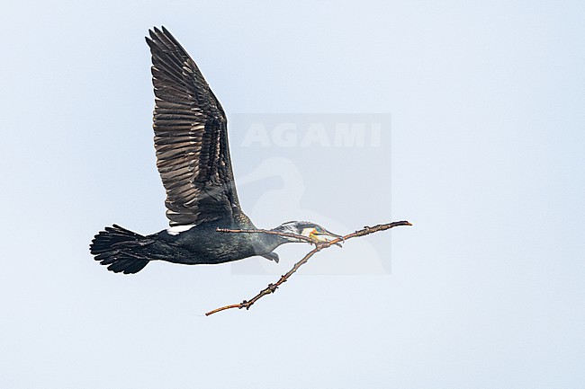 Aalscholver, Great Cormorant, Phalacrocorax carbo stock-image by Agami/Menno van Duijn,
