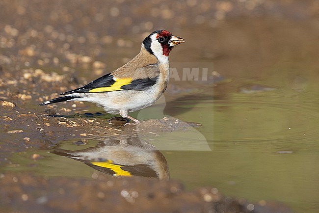 European Goldfinch (Carduelis carduelis), side view of an adult standing in a puddle, Abruzzo, Italy stock-image by Agami/Saverio Gatto,