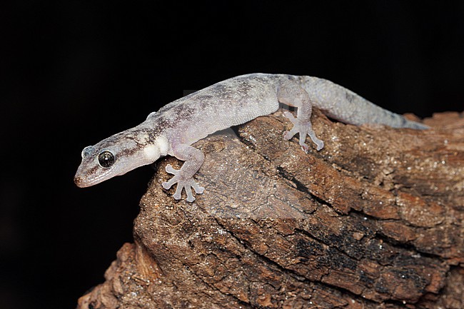 European Leaf-toed Gecko (Euleptes europaea) taken the 27/02/2025 at Hyères - France. stock-image by Agami/Nicolas Bastide,