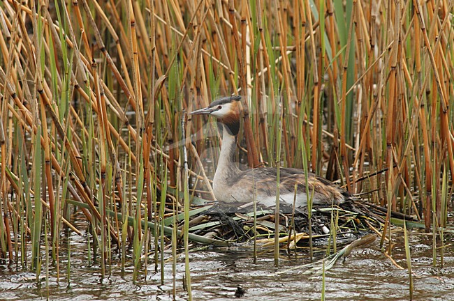 Fuut broedend op eieren op drijvend nest; Great Crested Grebe incubating eggs on nest stock-image by Agami/Marc Guyt,