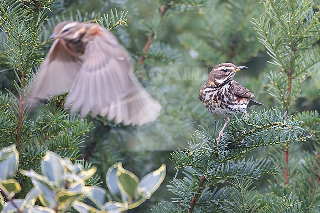 A Redwing is seen in a holly bush where it has been forgaging on the holly berries. stock-image by Agami/Jacob Garvelink,