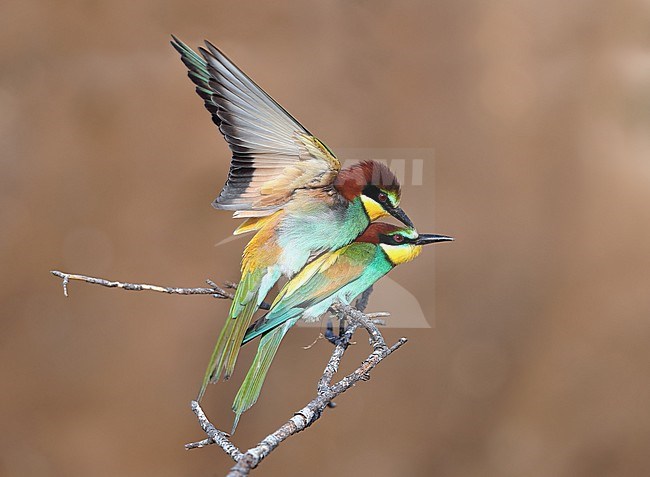 European Bee-eater, Merops apiaster, in France. Perched on a branch. Mating bee-eaters. stock-image by Agami/Aurélien Audevard,