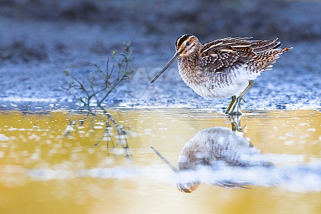 Common Snipe (Gallinago gallinago) in Italy. stock-image by Agami/Daniele Occhiato,