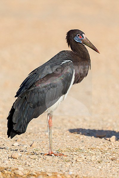 Abdim's Stork, Adult standing on the ground, Salalah, Dhofar, Oman stock-image by Agami/Saverio Gatto,