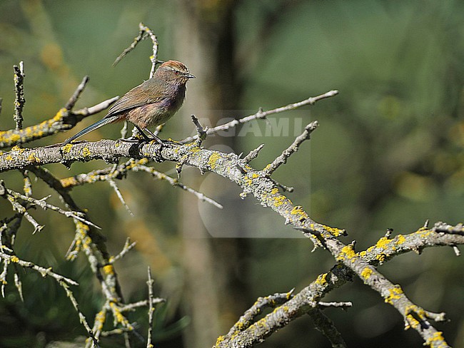White-browed Tit-Warbler, Leptopoecile sophiae, on Tibetan plateau, Qinghai, China. Also known as Severtzov's tit warbler. stock-image by Agami/James Eaton,