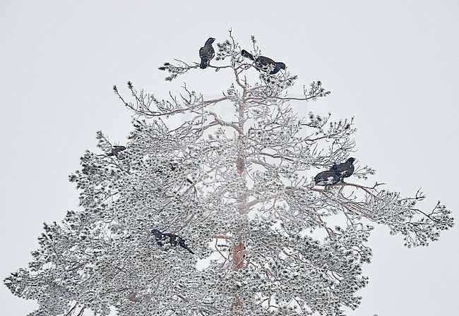 Capercaillie male (Tetrao Urogallus) Salla Finland February 2018 stock-image by Agami/Markus Varesvuo,