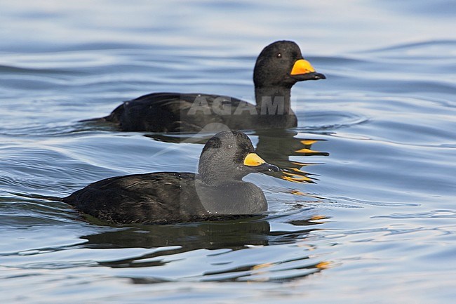 Black Scoters (Melanitta americana) swimming offshore near Qualicum, BC, Canada. stock-image by Agami/Glenn Bartley,