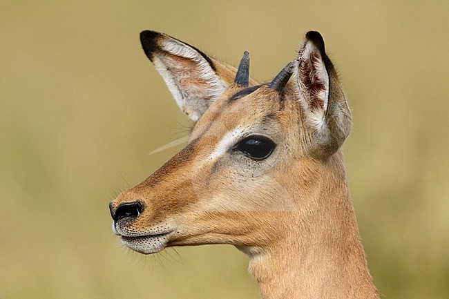 Impala portret, Impala portret, stock-image by Agami/Walter Soestbergen,