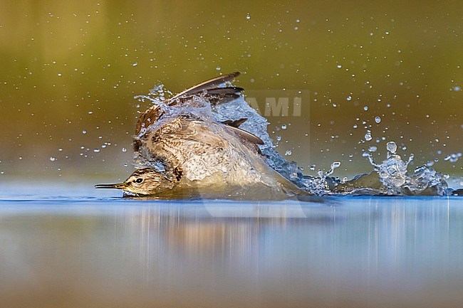 Wood Sandpiper (Tringa glareola) in Italy. stock-image by Agami/Daniele Occhiato,