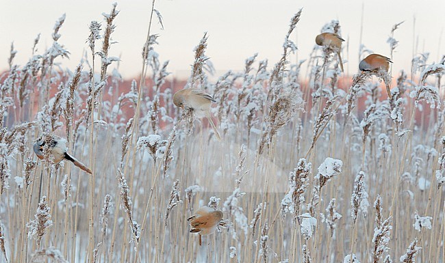 Bearded Reedling (Panurus biarmicus) Helsinki Finland January 2016 stock-image by Agami/Markus Varesvuo,