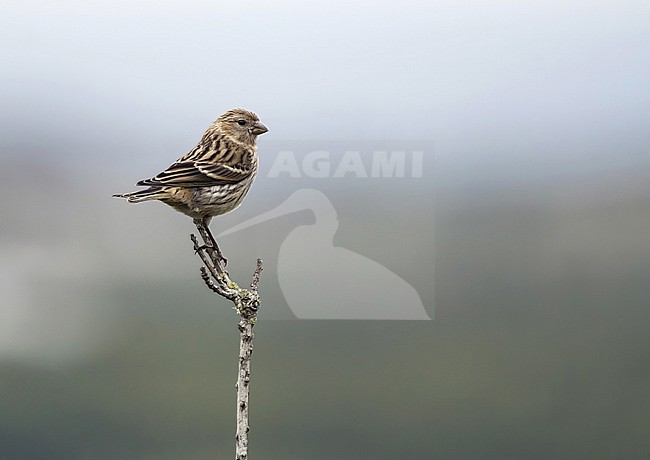Atlantic canary (Serinus canaria) on the Azores, Portugal. stock-image by Agami/Pete Morris,