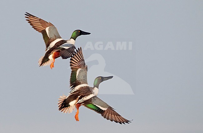 Mannetjes Slobeend vechtend in de vlucht; Male Northern Shovelers fighting in flight stock-image by Agami/Markus Varesvuo,