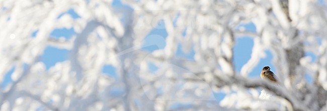 Taigagaai in winters landschap; Siberian Jay in winter setting stock-image by Agami/Markus Varesvuo,
