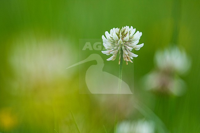 White Clover, Trifolium repens stock-image by Agami/Wil Leurs,