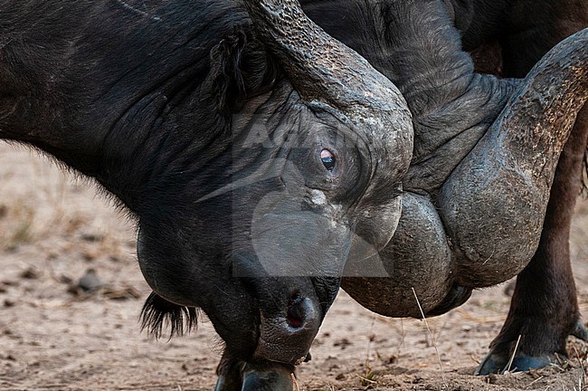 Close up of two African buffalos, Syncerus caffer, sparring. Mala Mala Game Reserve, South Africa. stock-image by Agami/Sergio Pitamitz,