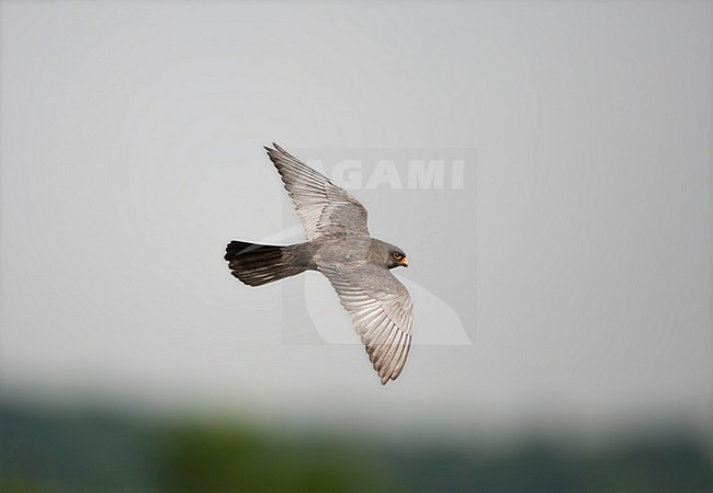 Roodpootvalk man vliegend; Red-footed Falcon male flying stock-image by Agami/Marc Guyt,